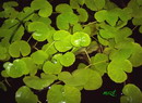 Hydrocotyle Leucocephala